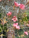 Pink flowering Dogwood, Cornus florida rubra. Vancouver, BC, Canada Royalty Free Stock Photo