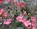 Pink flowering Dogwood, Cornus florida rubra. Vancouver, BC, Canada Royalty Free Stock Photo