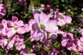 Pink Flowering Dogwood flower close-up. Garden blossom. Decorative tree. Royalty Free Stock Photo