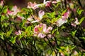 Pink Flowering Dogwood Tree Royalty Free Stock Photo