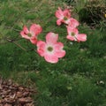 Pink flowering dogwood tree Cornus florida in bloom Royalty Free Stock Photo