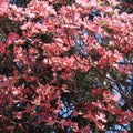 Pink flowering dogwood tree Cornus florida in bloom Royalty Free Stock Photo