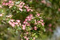 Pink flowering English Midland Hawthorn, Crataegus oxyacantha, laevigata blossom. Medical plant bush