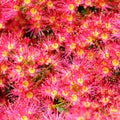 Pink blossoming eucalyptus flower cluster abstract nature background Royalty Free Stock Photo