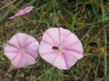 Pink flowering field bindweed with an insect