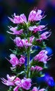 A pink funnel-shaped flower Royalty Free Stock Photo