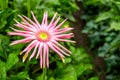 Pink flowering Gerbera plant with a yellow heart from close Royalty Free Stock Photo