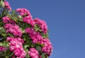 Pink flowering hawthorne in spring