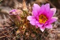Pink Flowering Hedgehog Cactus Echinocereus engelmannii