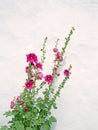 Pink flowering hollyhocks Alcea against a white wall