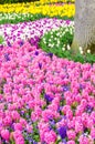 Pink flowering hyacinth bulbs in the garden of Keukenhof, Netherlands Royalty Free Stock Photo