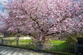 Flowering cherry tree, Japanese ornamental cherry - Prunus serrulata - pink flowering in spring with a leaning blue bicycle.