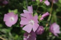 Pink mallow