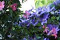 Pink Flowering Mandevilla Vine and Purple Clematis Flowers