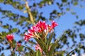 Pink flowering oleander Nerium bush Royalty Free Stock Photo