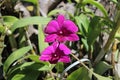 Pink, flowering orchids in Thailand