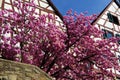 Pink flowering ornamental tree in full sun in front of a half-timbered house under a steel blue sky Royalty Free Stock Photo