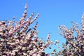 Flowering ornamental trees in spring