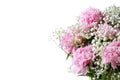 Pink Flowering Peonies and Babys Breath Flowers Against a White Background Royalty Free Stock Photo