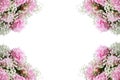 Pink Flowering Peonies and Babys Breath Flowers Frame Against a White Background