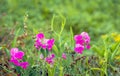 Pink flowering perennial peavine from close