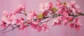 Pink cherry blossom tree branch with pink flowers on pink background Royalty Free Stock Photo