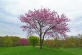 Pink Flowering Redbud Tree Royalty Free Stock Photo