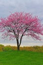 Pink Flowering Redbud Tree