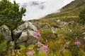 Willow-herb flowers in mountainous natural landscape