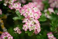 Pink flowering single seeded hawthorn, Crataegus monogyna during flowering in spring Royalty Free Stock Photo