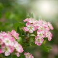 Pink flowering single seeded hawthorn, Crataegus monogyna during flowering in spring Royalty Free Stock Photo