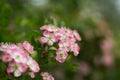 Pink flowering single seeded hawthorn, Crataegus monogyna during in a park Royalty Free Stock Photo