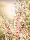 Pink flowering spring blossom, green lawn background. Beautiful pink spring tender cherry or almond flowers blossom. Royalty Free Stock Photo