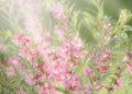 Pink flowering spring blossom, green lawn background. Beautiful pink spring tender cherry or almond flowers blossom. Royalty Free Stock Photo
