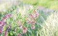 Pink flowering spring blossom, green lawn background. Beautiful pink spring tender cherry or almond flowers blossom. Royalty Free Stock Photo