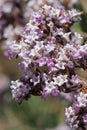 Eriodictyon Crassifolium Bloom - San Gabriel Mtns - 051222