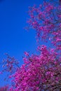 Pink flowering tree against brightly blue sky.