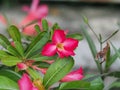 Pink flowering tree, bright, dark pink flowers.