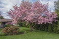 Pink flowering tree and garden Oregon Royalty Free Stock Photo