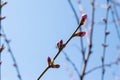 Pink flowering trees against the sky