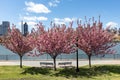 Pink Flowering Trees during Spring with Benches at Rainey Park in Astoria Queens New York along the East River Royalty Free Stock Photo