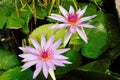 Water lilies Wood Blue Goddess in pond in sunlight Royalty Free Stock Photo