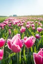 Pink flowering tulips from close Royalty Free Stock Photo