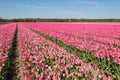 Pink flowering tulips Royalty Free Stock Photo