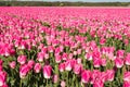Pink flowering tulips Royalty Free Stock Photo