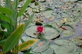 Pink flowering water lily floats peacefully on still blue lake water, surrounded by lily pads. Royalty Free Stock Photo