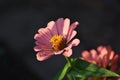 Pink zinnia flower Royalty Free Stock Photo