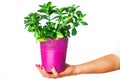 Pink flowerpot with plant in hand. Isolated white background. Royalty Free Stock Photo
