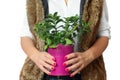 Pink flowerpot with plant in hand. Isolated white background. Royalty Free Stock Photo