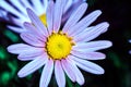 Pink flowerr blooming chrysanthemum Royalty Free Stock Photo